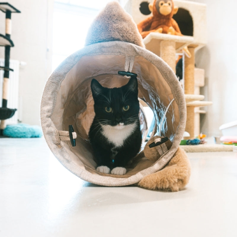 DuvoPlus Katzen Spieltunnel Plüsch mit Ball und Geräusch